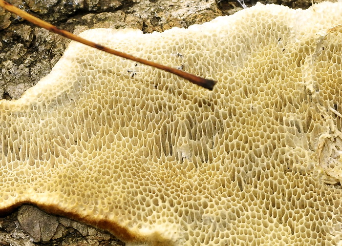 Altro aphyllophorales romano